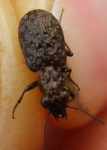 Elaphrus cupreus
